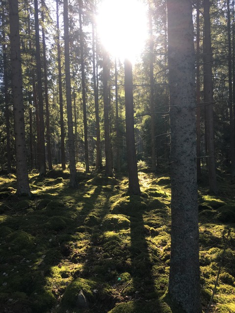 Solen bryder gennem granskoven over den mosdækkede skovbund